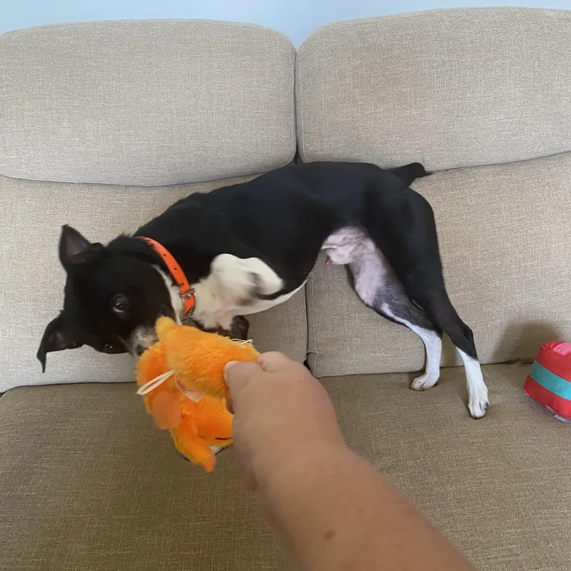 Chandler thumbnail 4