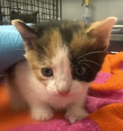 A young small-sized female Domestic Short Hair cat named B Sriracha for adoption in North Charleston, SC