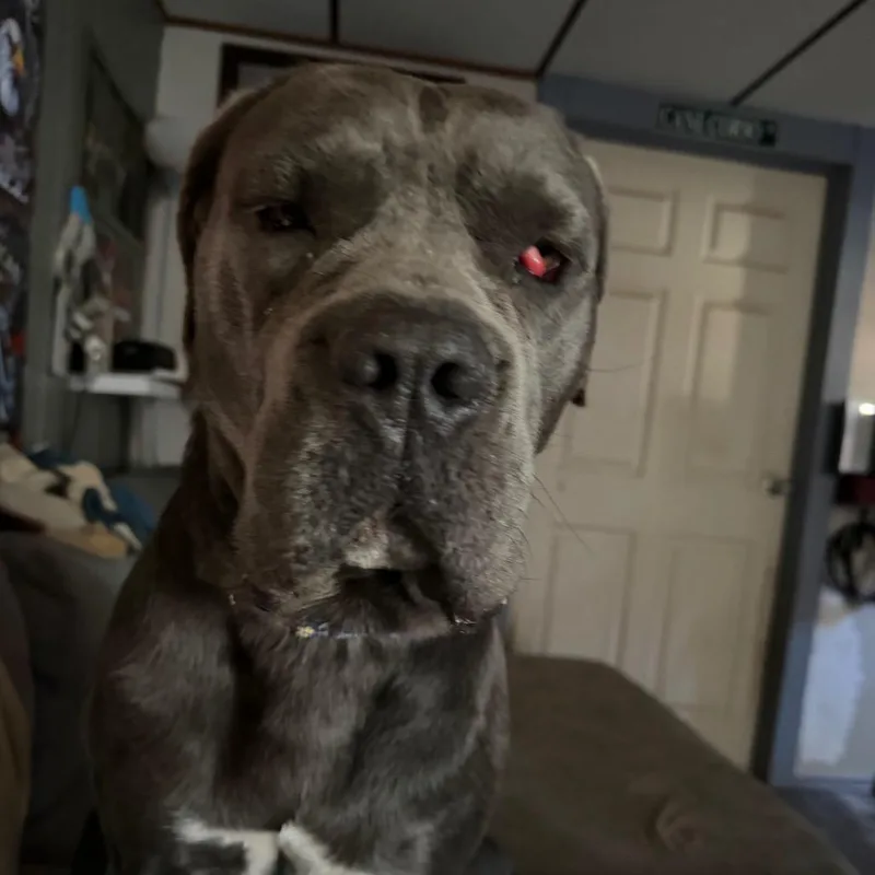 An adult large-sized female Gray / Blue / Silver Cane Corso dog named Clover for adoption in manchester, PA