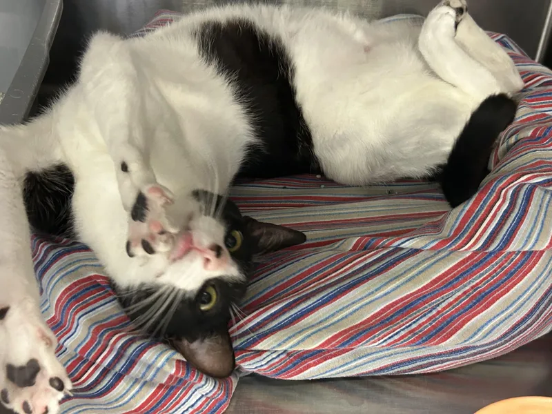 An adult medium-sized male Black & White / Tuxedo Domestic Short Hair cat named Oreo for adoption in Sudbury, MA
