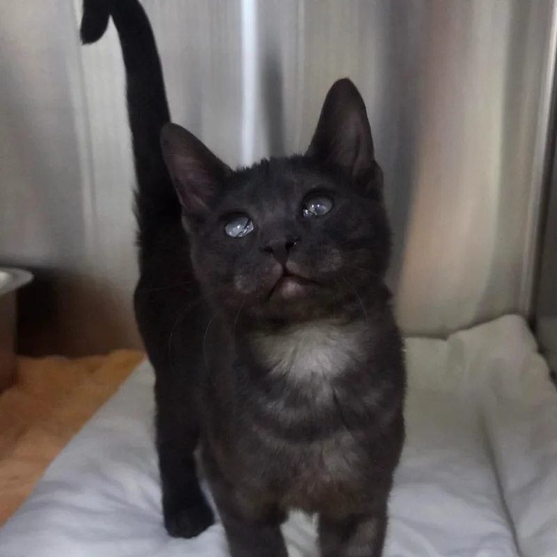 A baby medium-sized male Domestic Short Hair cat named Percival Emerson for adoption in Peoria, AZ