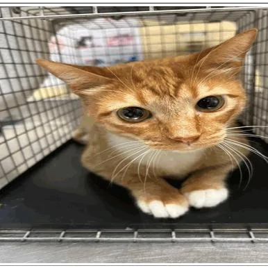 An adult large-sized male Orange / Red Domestic Short Hair cat named Frudo for adoption in Tampa, FL