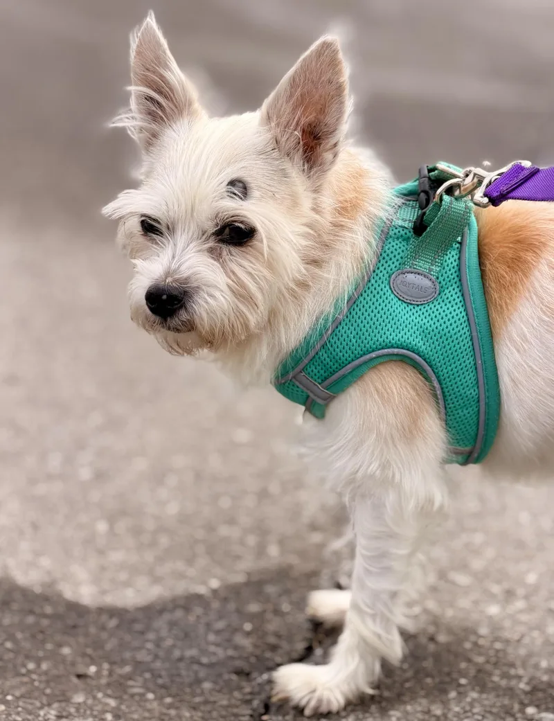 A senior small-sized female Apricot / Beige Fox Terrier dog named Nala for adoption in Mount Juliet, TN