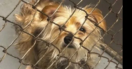 An adult small-sized male Yorkshire Terrier dog named Coco for adoption in Mishawaka, IN
