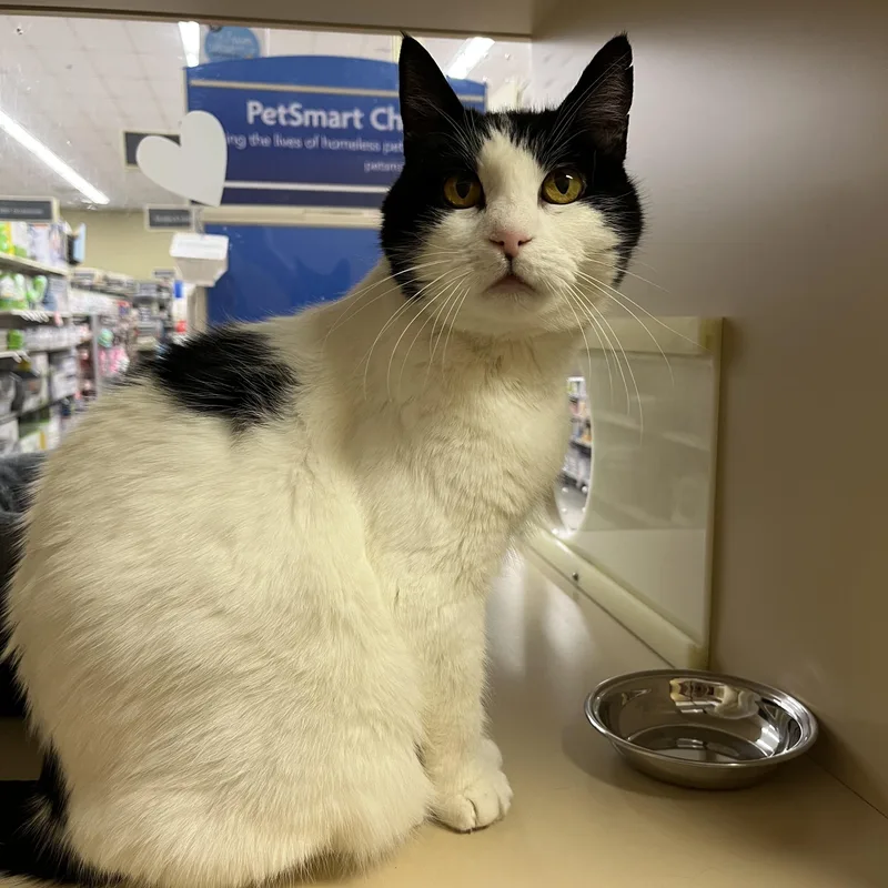 An adult medium-sized female White Domestic Short Hair cat named Nala for adoption in Duluth, GA