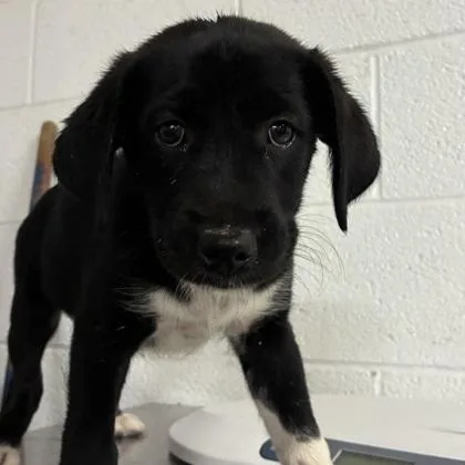 A baby large-sized female Labrador Retriever dog named Kuromi for adoption in Morton Grove, IL