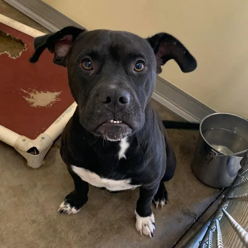 A young medium-sized male Black Pit Bull Terrier dog named Gus for adoption in Cleveland, MS