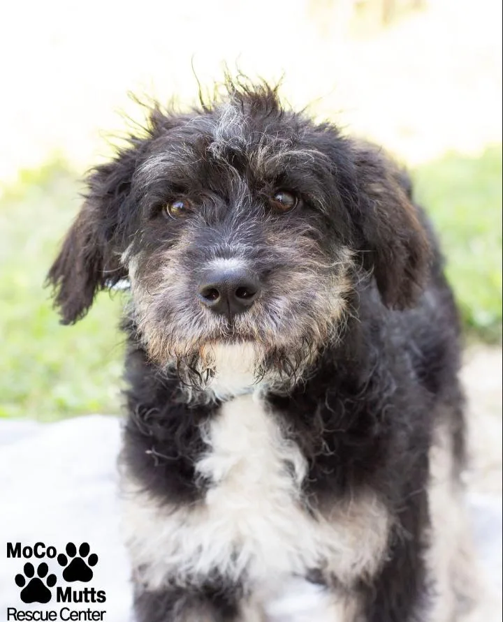 A young medium-sized male Tricolor (Brown, Black, & White) Terrier dog named Outlaw for adoption in Sunbright, TN