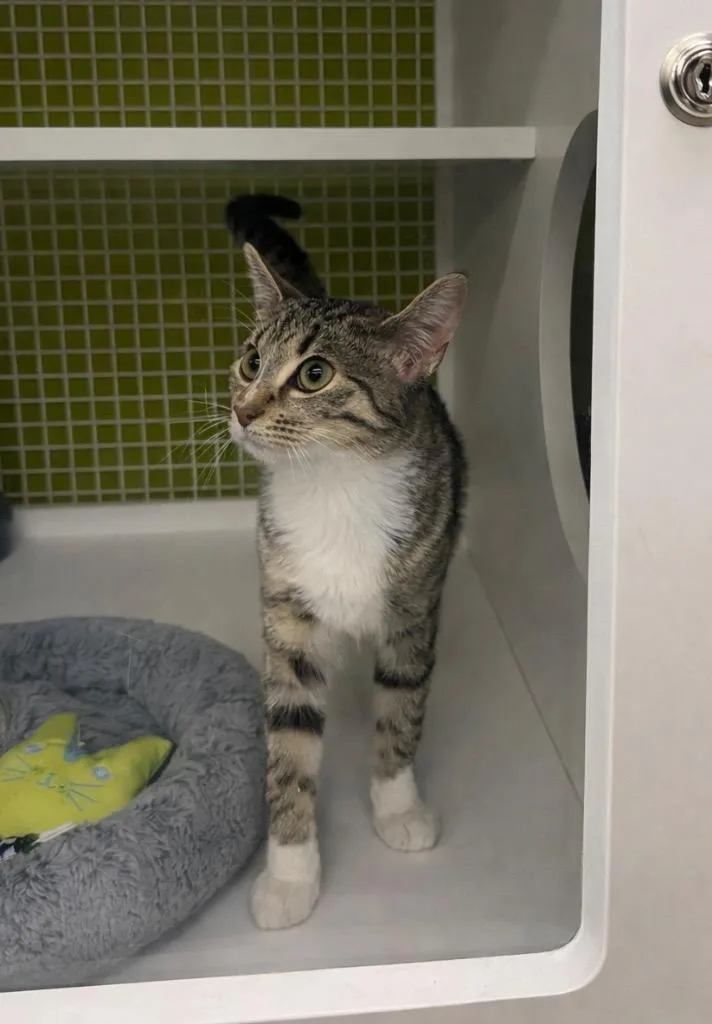 A baby medium-sized female Domestic Short Hair cat named Waltz Il for adoption in Fort Lupton, CO