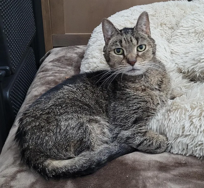 A senior medium-sized male Tabby (Brown / Chocolate) Domestic Short Hair cat named Smokey for adoption in Washington Grove, MD