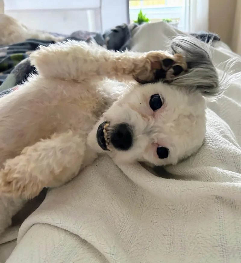 An adult small-sized male White / Cream Poodle dog named Romme for adoption in Scottsburg, IN