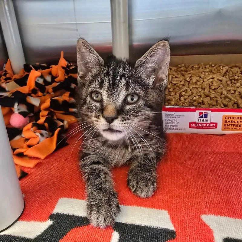 A baby small-sized female Brown / Chocolate Domestic Short Hair cat named Malibu for adoption in Naples, FL