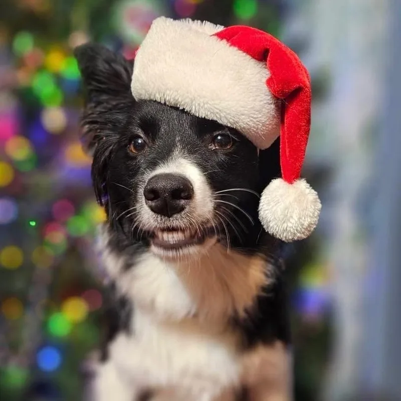 An adult medium-sized female Black Border Collie dog named Willow for adoption in The Woodlands, TX