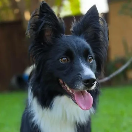 Willow thumbnail 2
