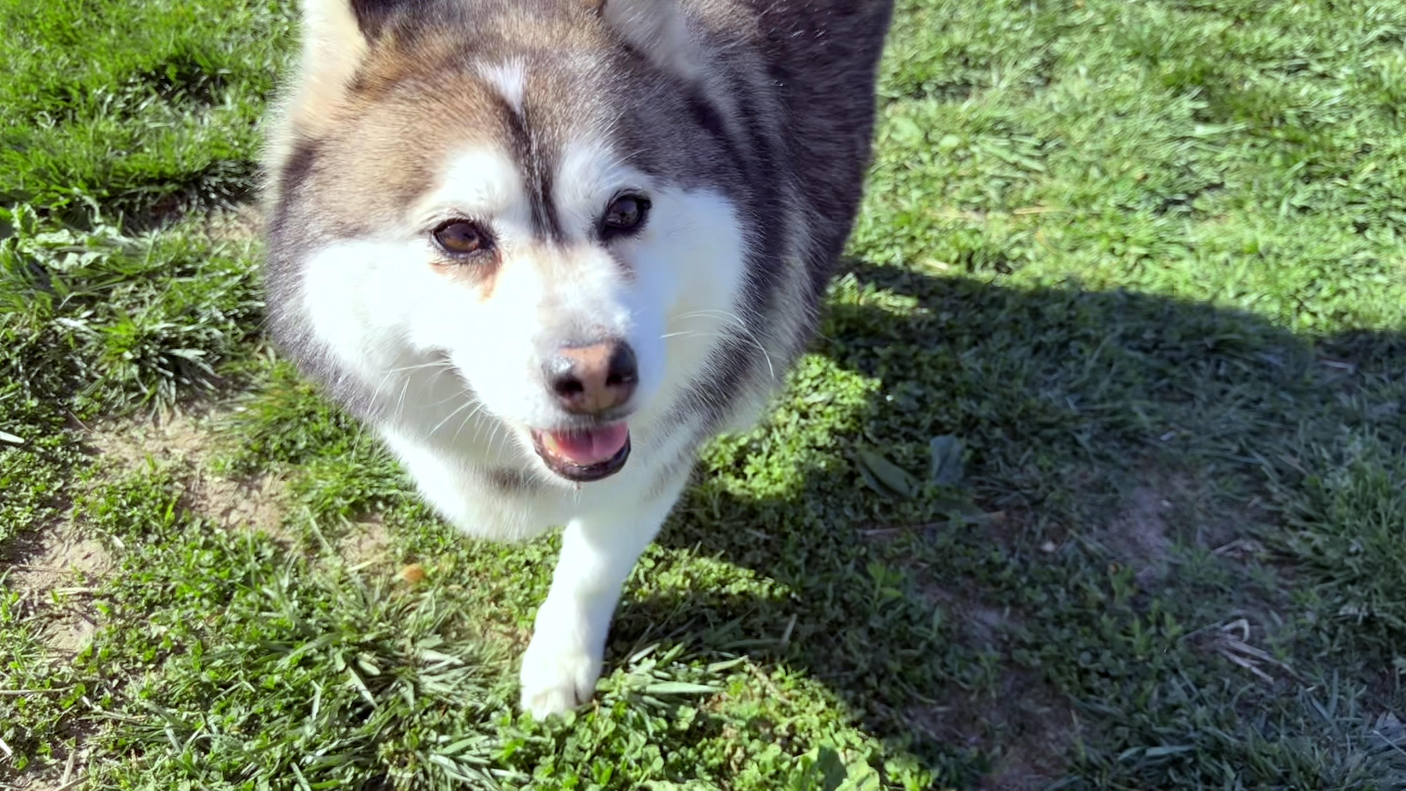 🎸🐾 Meet Elvis –