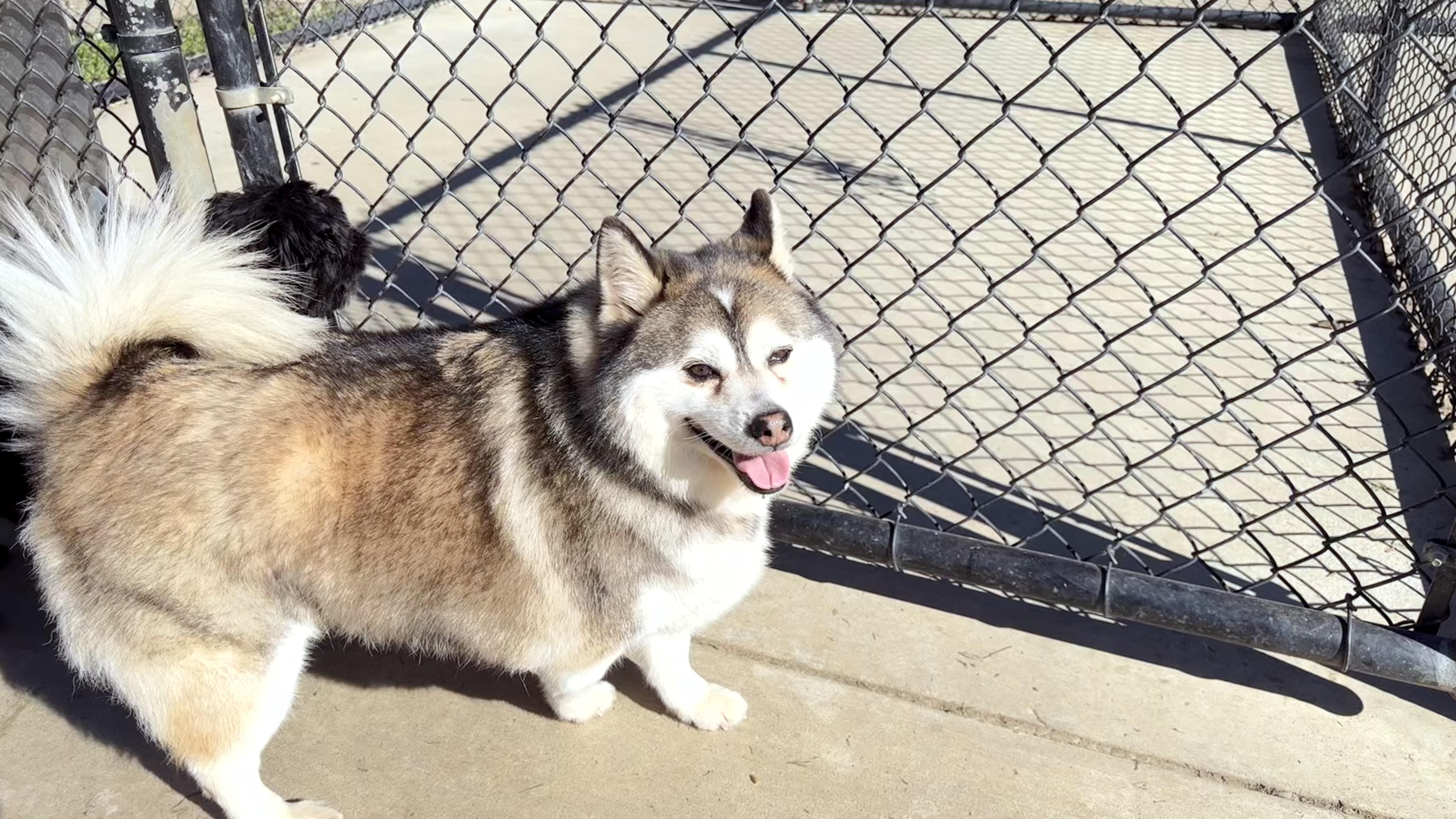 🎸🐾 Meet Elvis – thumbnail 2