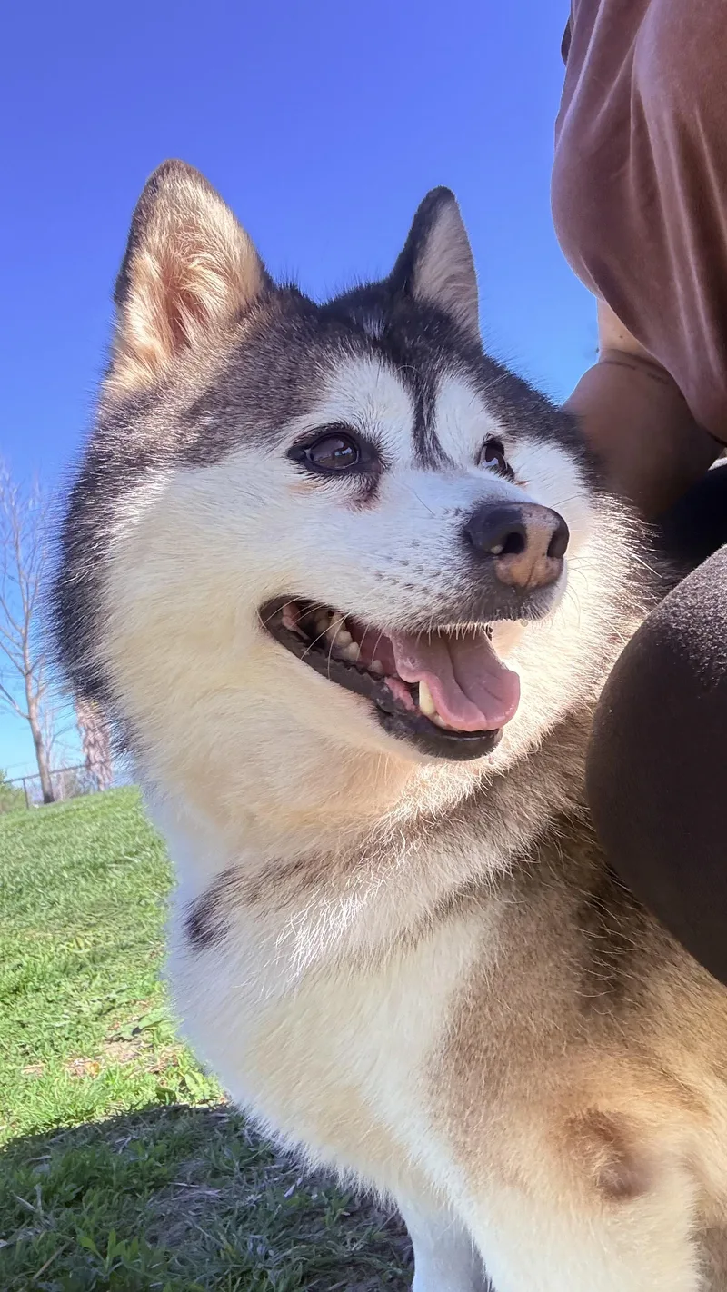 🎸🐾 Meet Elvis – thumbnail 3