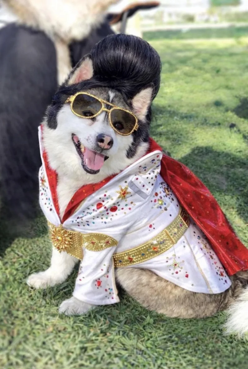 🎸🐾 Meet Elvis – thumbnail 4