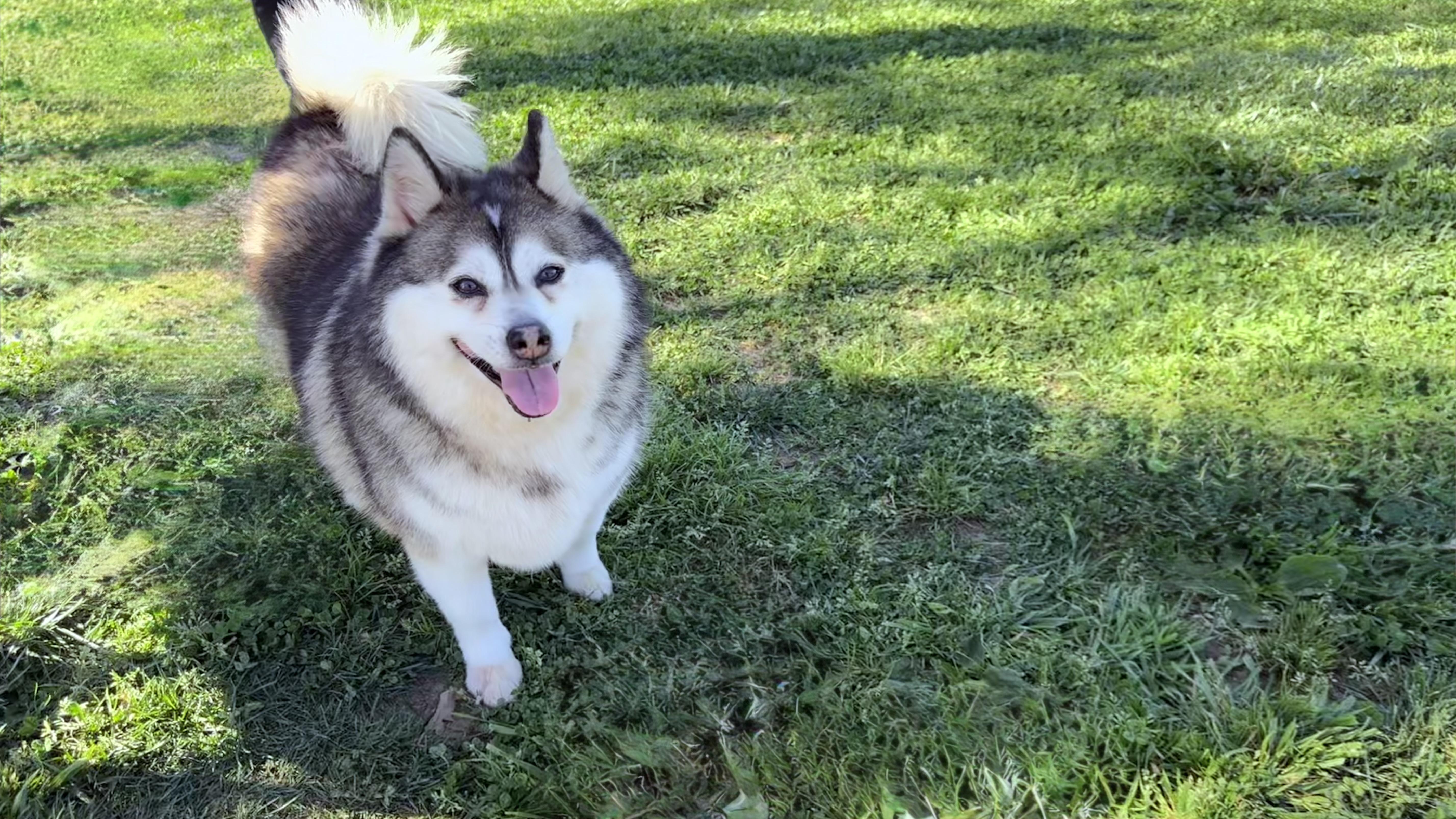🎸🐾 Meet Elvis – thumbnail 5