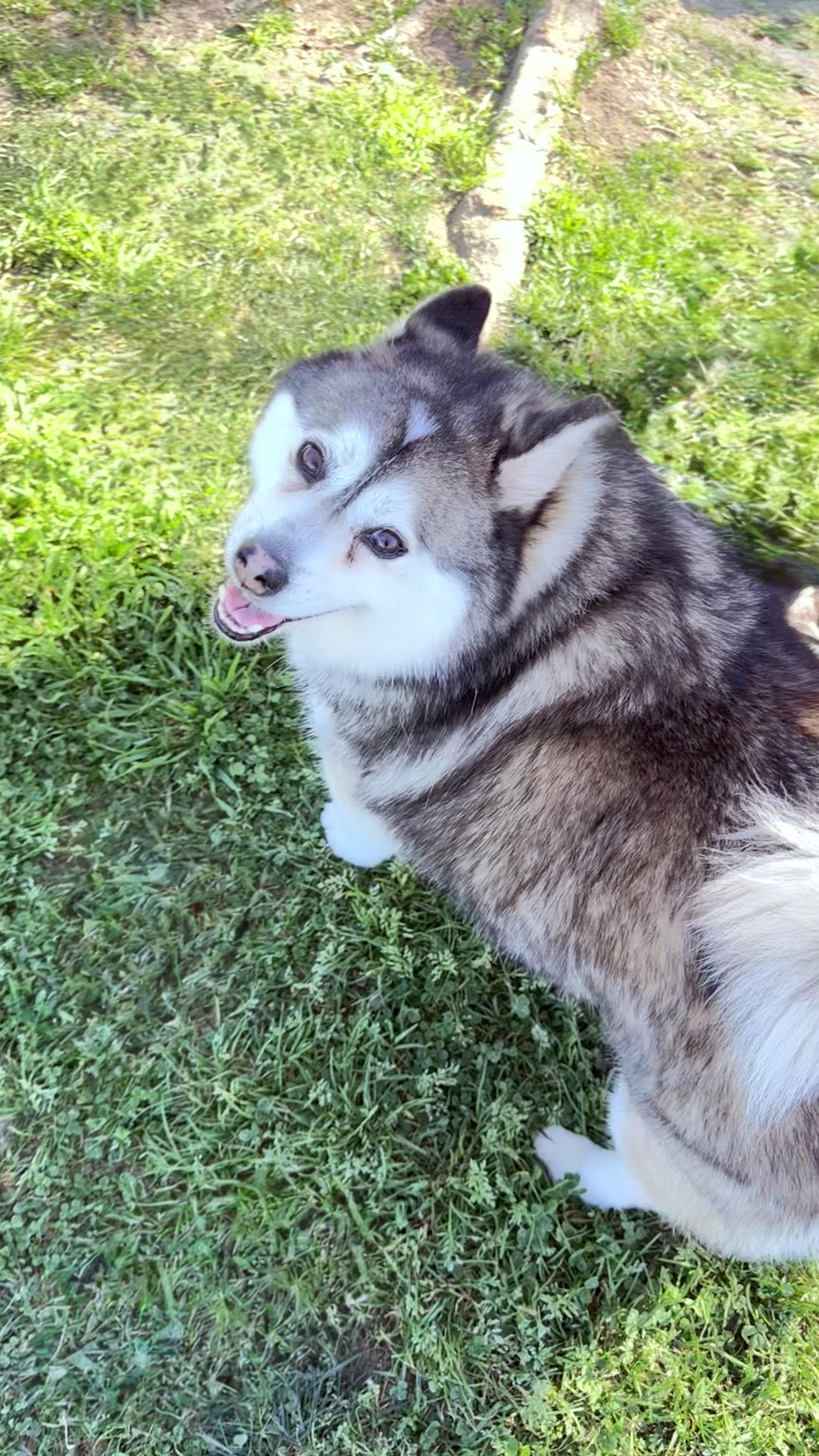 🎸🐾 Meet Elvis – thumbnail 6