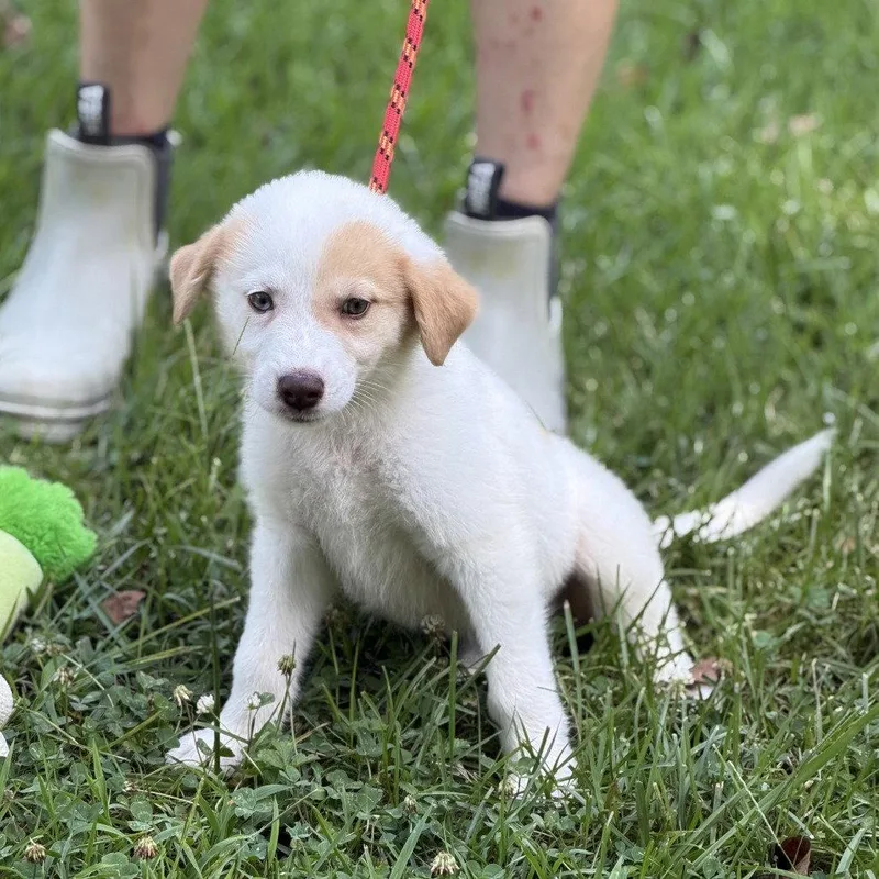 A baby medium-sized female Great Pyrenees dog named Astrid for adoption in Locust Fork, AL