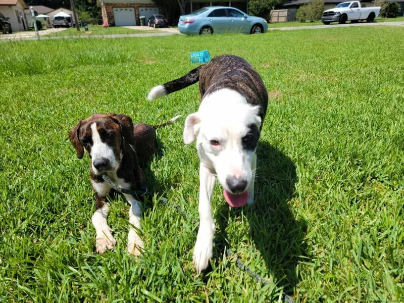 A young medium-sized female Hound dog named Coco for adoption in Milton, FL