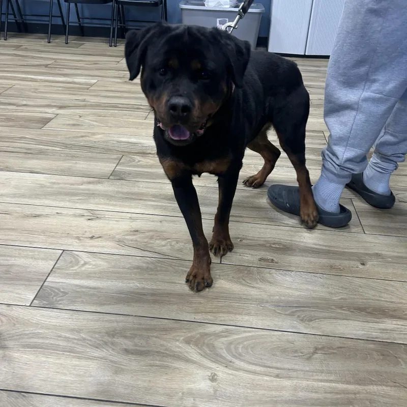 Darla