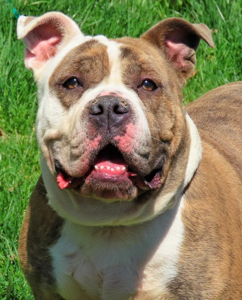 An adult medium-sized female Brindle American Bully dog named Iris for adoption in Amityville, NY
