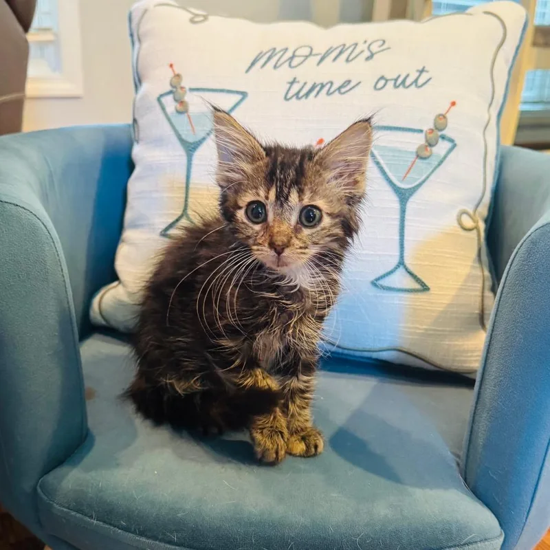 A baby small-sized female Black Domestic Medium Hair cat named Vicki for adoption in La Grange, KY