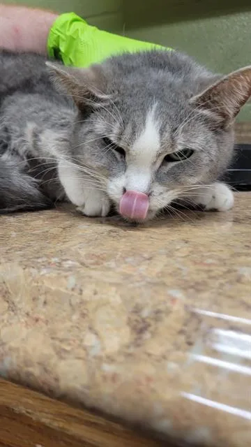 An adult medium-sized female Domestic Short Hair cat named Yuna for adoption in Indianapolis, IN