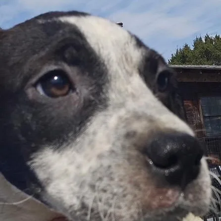 Sterling thumbnail 2