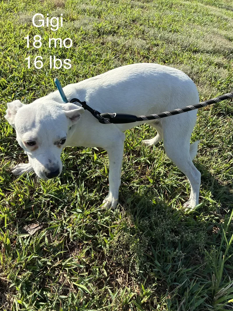 A young medium-sized female Chihuahua dog named Gigi for adoption in Welling, OK