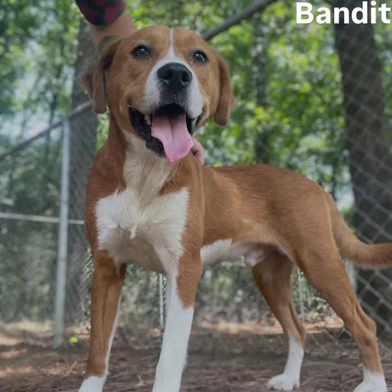 Bandit