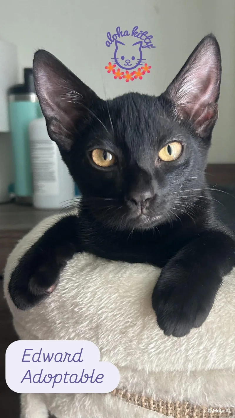 A baby medium-sized male Domestic Short Hair cat named Edward for adoption in Honolulu, HI