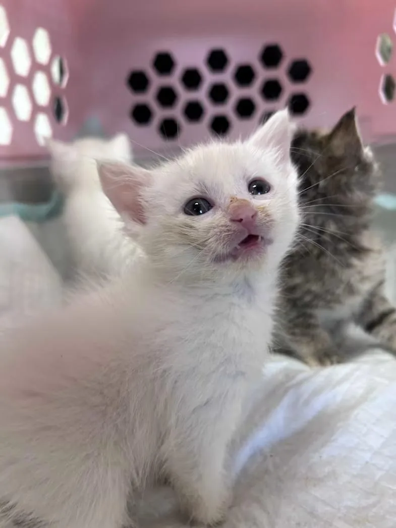 A baby small-sized female White Domestic Short Hair cat named Martini for adoption in Greensboro, NC