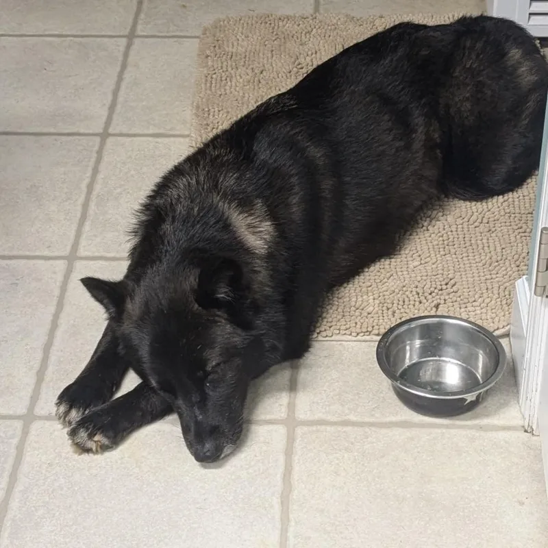 A young medium-sized female Black Husky dog named Buffalo Chicken Wrap for adoption in Columbia, SC