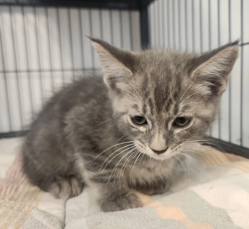 A baby small-sized male Tabby (Gray / Blue / Silver) Domestic Short Hair cat named Dylan for adoption in Yarnell, AZ