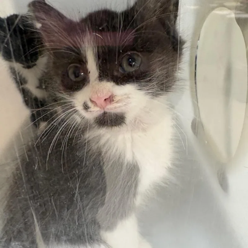 A baby small-sized female Black Domestic Short Hair cat named Tempest for adoption in Columbus, GA