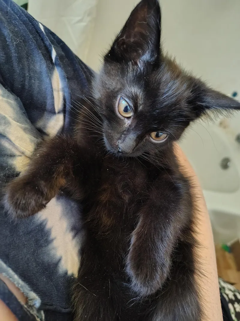 A baby medium-sized male Black Domestic Short Hair cat named Mako for adoption in Portland, OR