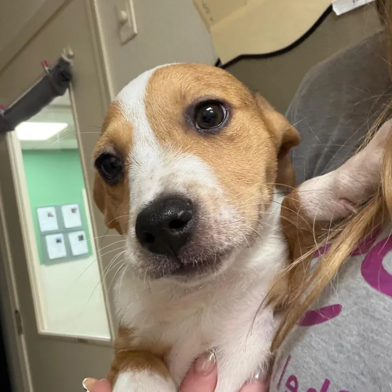 Daisy Mae thumbnail 2