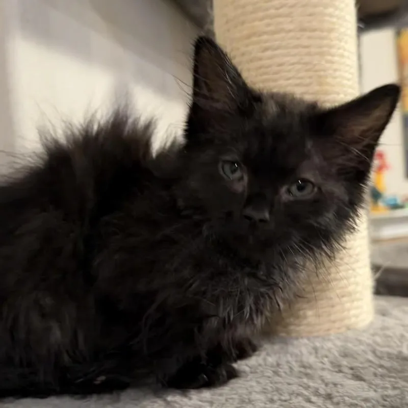 A baby small-sized male Black Domestic Long Hair cat named Dude for adoption in Midland, TX