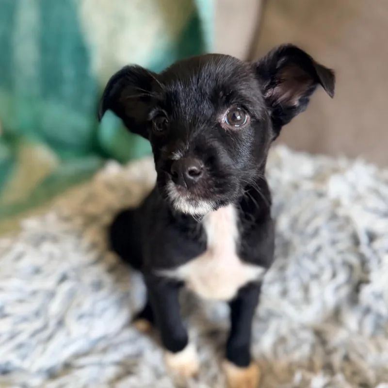 A baby medium-sized male Black Parson Russell Terrier dog named Mr. Furley for adoption in Durham, NC