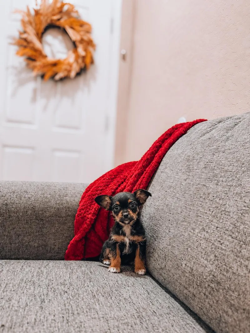 A baby small-sized male Terrier dog named Ferb for adoption in Goodyear, AZ
