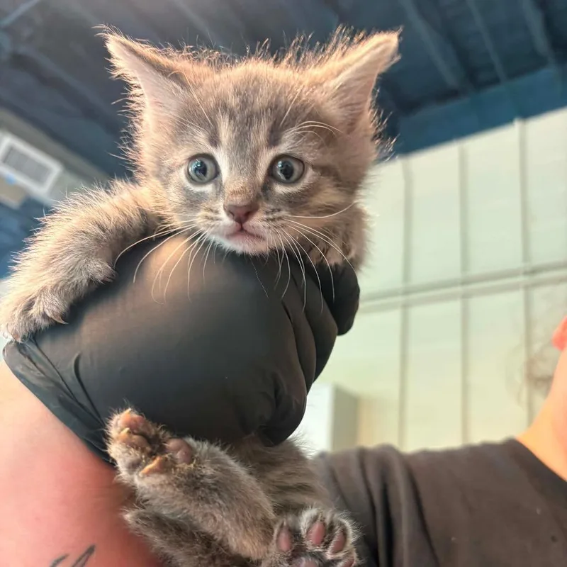 A baby small-sized male Gray / Blue / Silver Domestic Short Hair cat named Peta for adoption in Huntington, WV