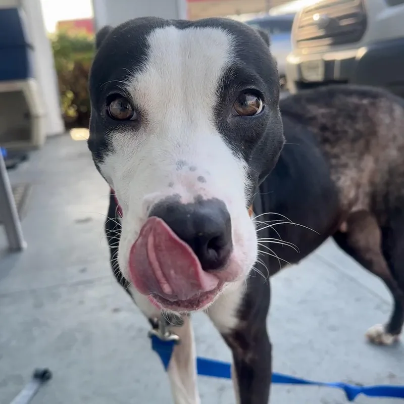 An adult medium-sized female Black Mixed Breed dog named Louise for adoption in Shawnee, KS