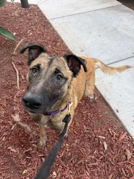 A young large-sized female German Shepherd Dog dog named Guava for adoption in San Diego, CA
