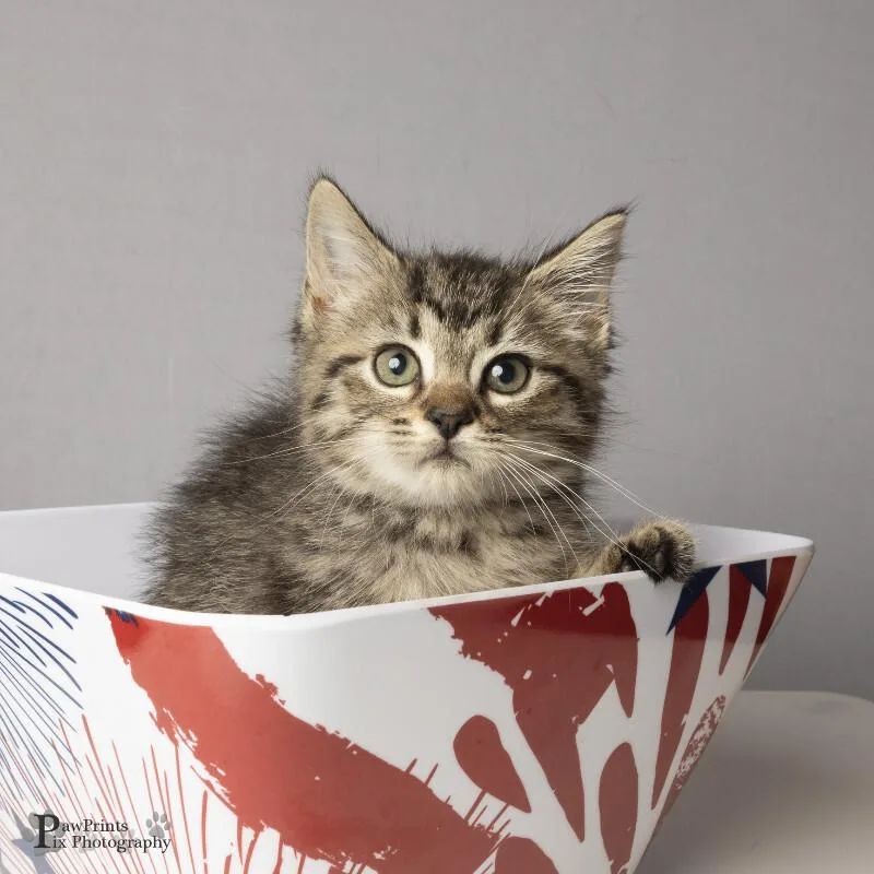 A young medium-sized female Tabby (Brown / Chocolate) Domestic Short Hair cat named Uno for adoption in Maryville, TN
