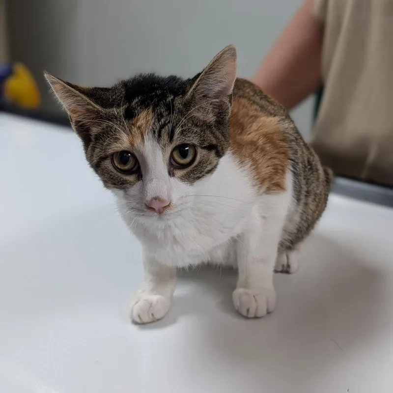A young small-sized female Calico Domestic Short Hair cat named Tofu for adoption in Canton, IL