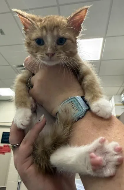 A baby small-sized male Domestic Short Hair cat named Sneaky Pete for adoption in Fishers, IN
