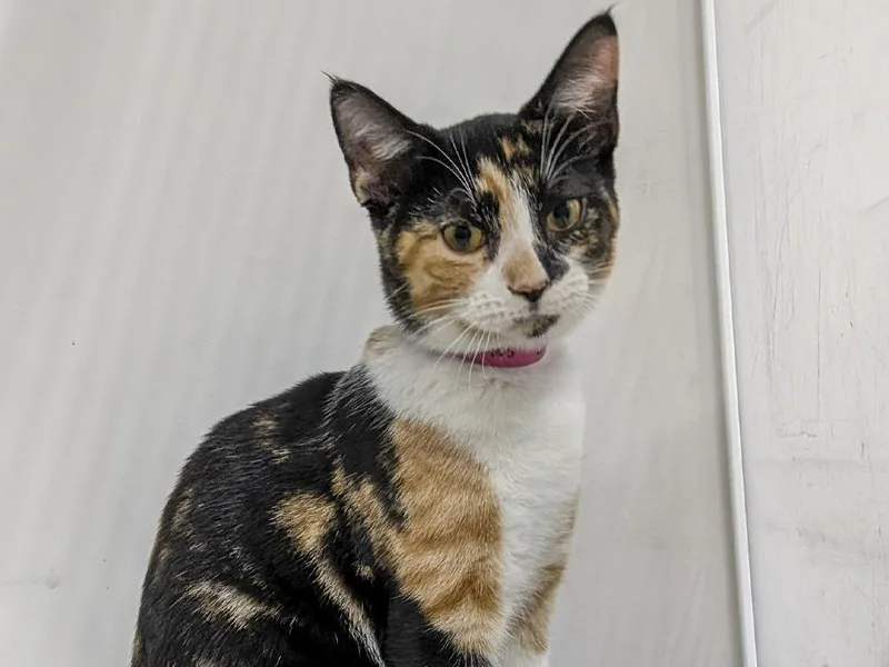 A baby small-sized female Domestic Short Hair cat named Sprinkles for adoption in Powell, OH